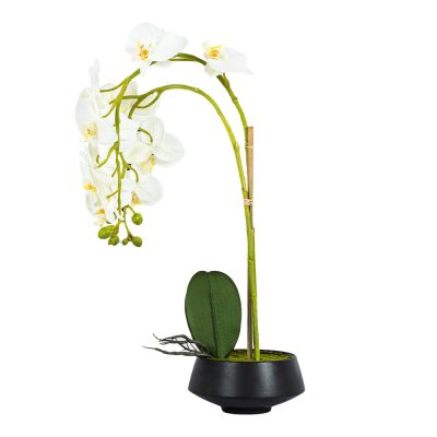 Valerie Planter