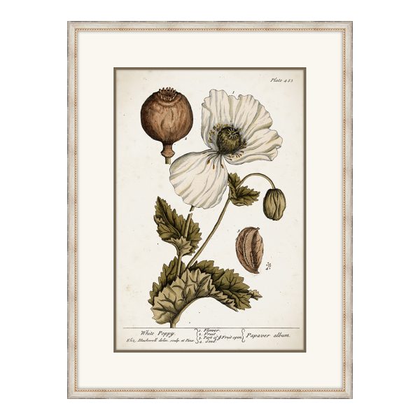 Miller's Poppy I
