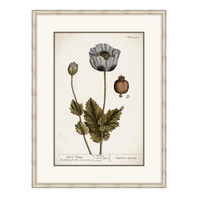 Miller's Poppy II