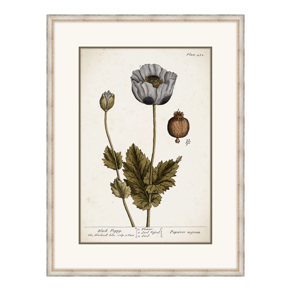 Miller's Poppy II