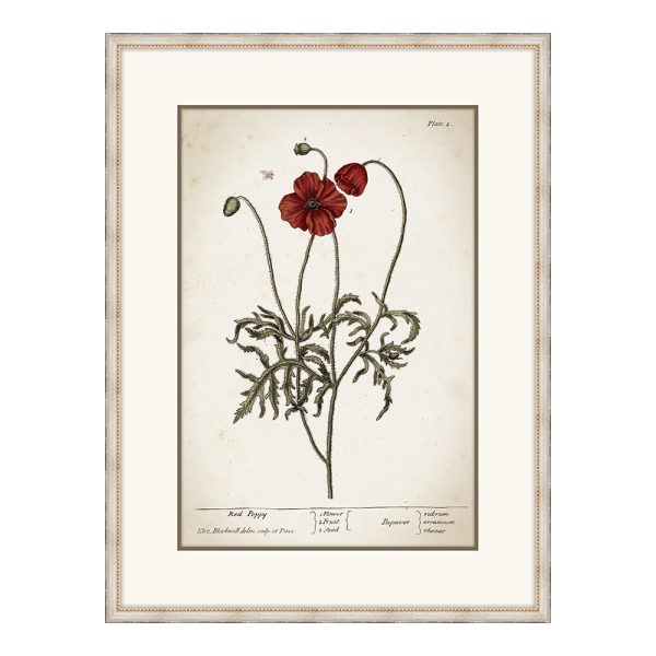 Miller's Poppy III