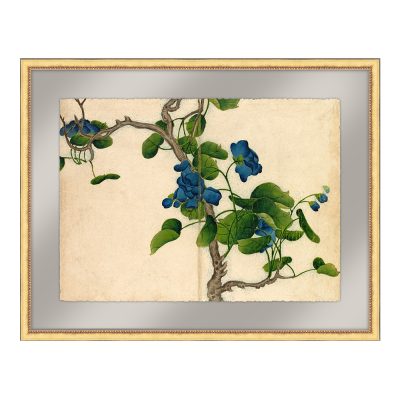 Climbing Blue Flowers