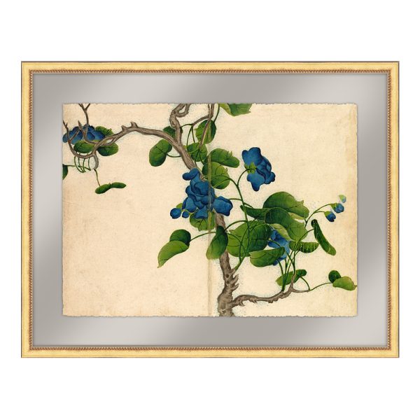 Climbing Blue Flowers