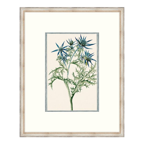 Bonelli's Blue Botanicals III