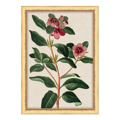 Bonelli's Red Botanicals V