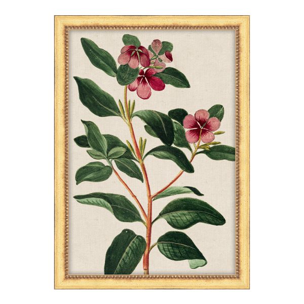 Bonelli's Red Botanicals V