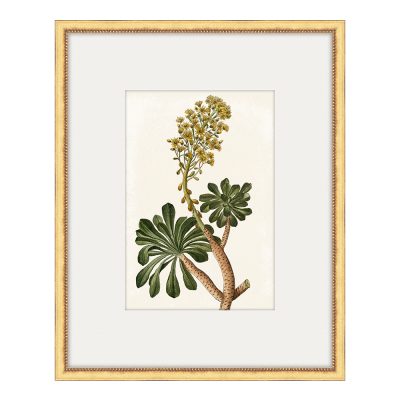 Bonelli's Yellow Botanicals I