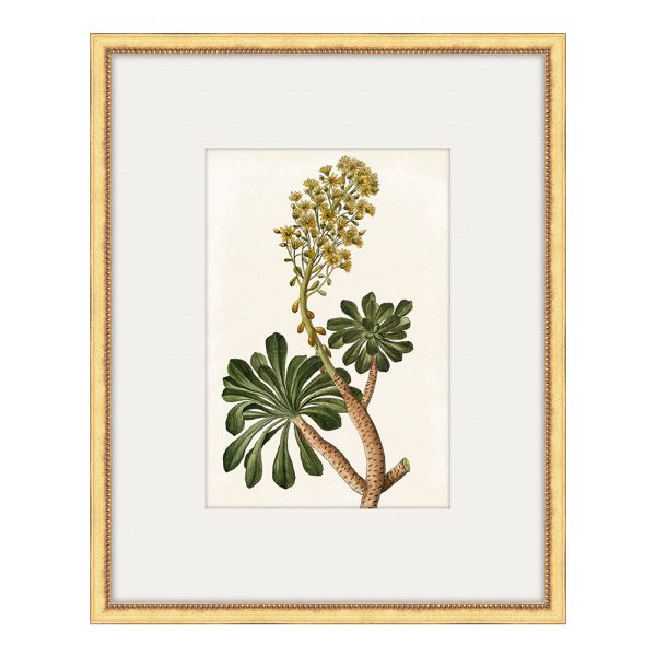 Bonelli's Yellow Botanicals I