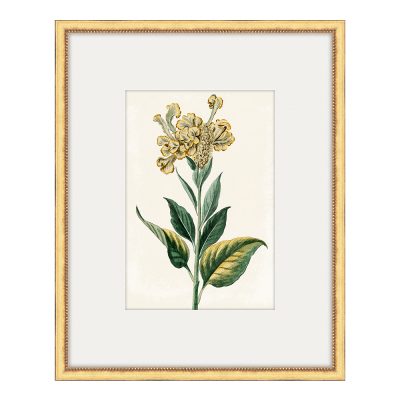 Bonelli's Yellow Botanicals II