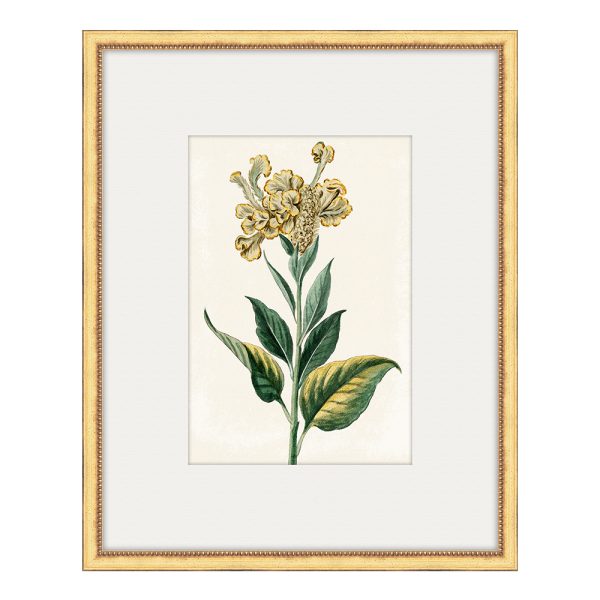 Bonelli's Yellow Botanicals II