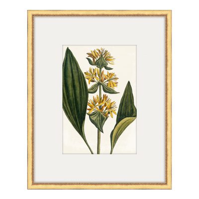 Bonelli's Yellow Botanicals III