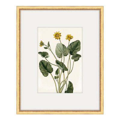 Bonelli's Yellow Botanicals IV