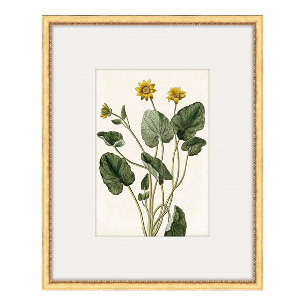 Bonelli's Yellow Botanicals IV