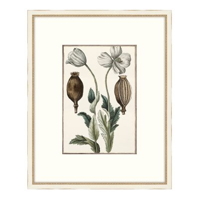 Bonelli's White Botanicals I