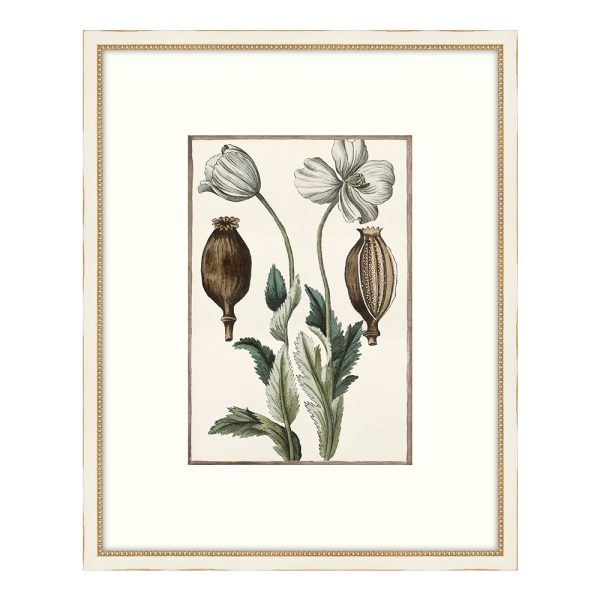 Bonelli's White Botanicals I