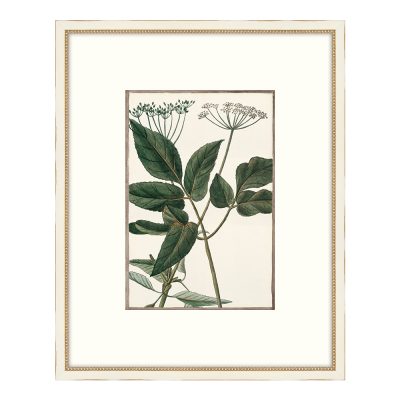 Bonelli's White Botanicals II