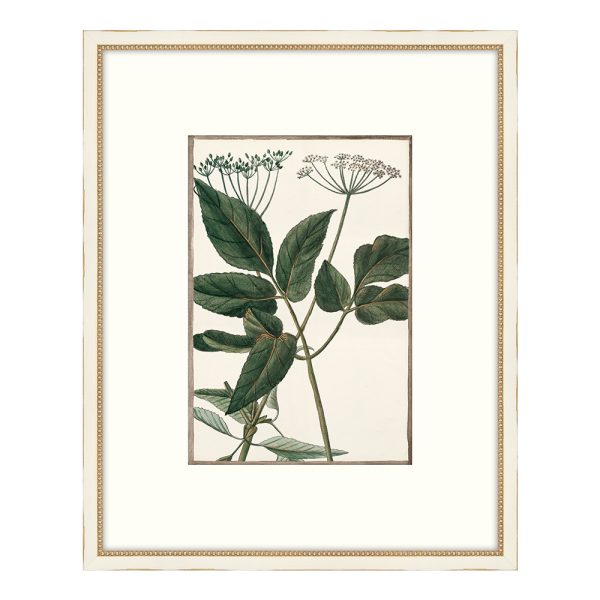 Bonelli's White Botanicals II