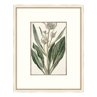 Bonelli's White Botanicals III