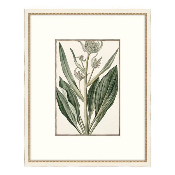 Bonelli's White Botanicals III