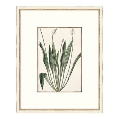 Bonelli's White Botanicals V