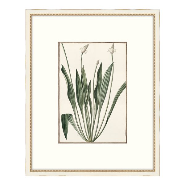 Bonelli's White Botanicals V