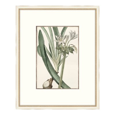 Bonelli's White Botanicals VI