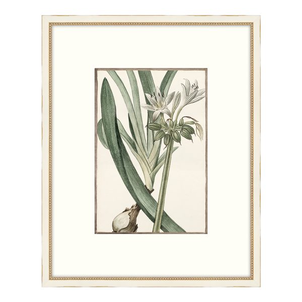 Bonelli's White Botanicals VI