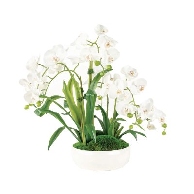 Center Piece of White Phalaenopsis