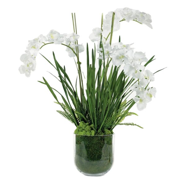 White Vanda Orchids