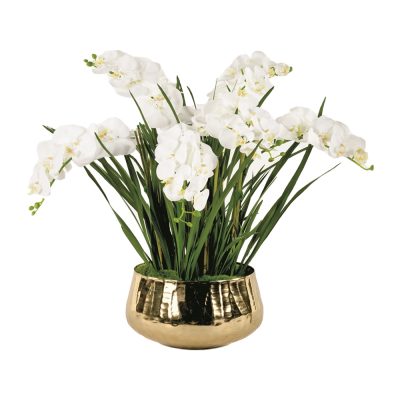White Phalaenopsis Gold Metal