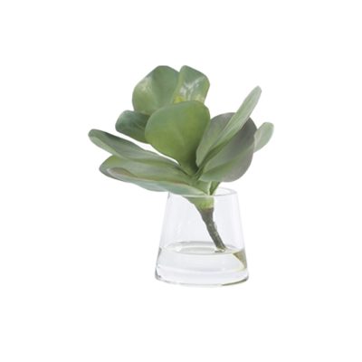 Kalanchoe In Water
