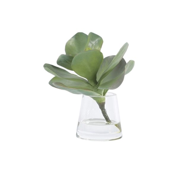 Kalanchoe In Water