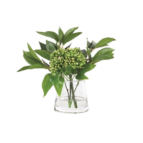 Green Sedum in Water