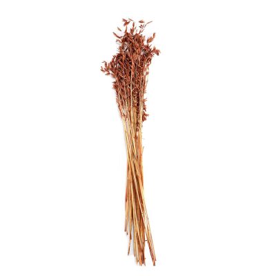 Avena Natural Dried Flower