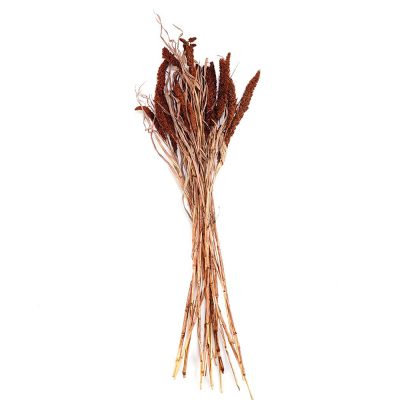 Setarea Natural Dried Flowers