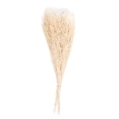 Statice Natural Dried Flower