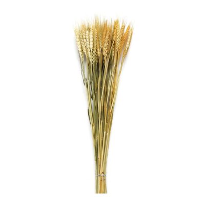 Wheat Natural Dried Flower