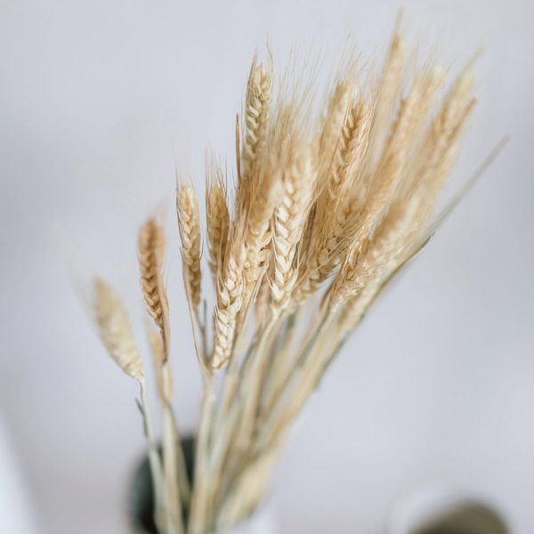 Wheat Natural Dried Flower - Image 2