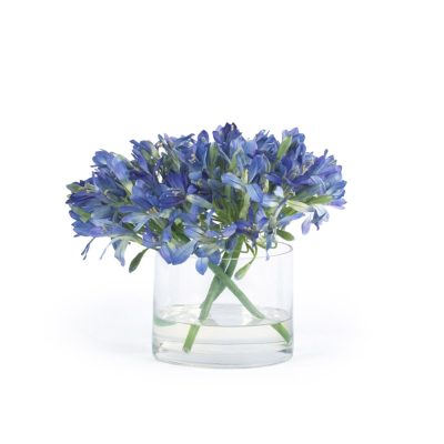 Blue Agapanthus In Water