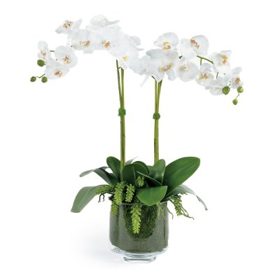Orchids and Succulents in Mossed Glass