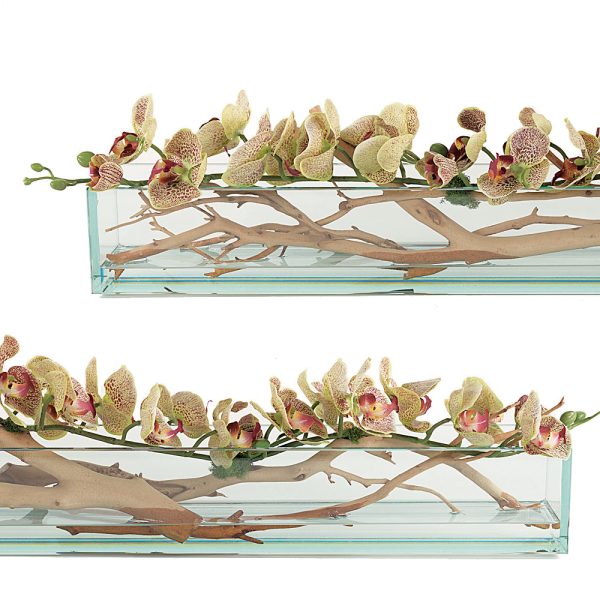 Green Speckled Phalaenopsis on Ghostwood in Glass - Image 2