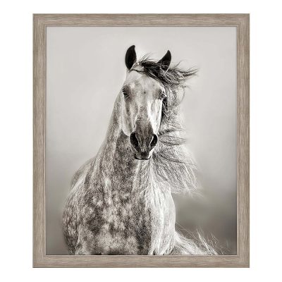 Caballo de Andaluz